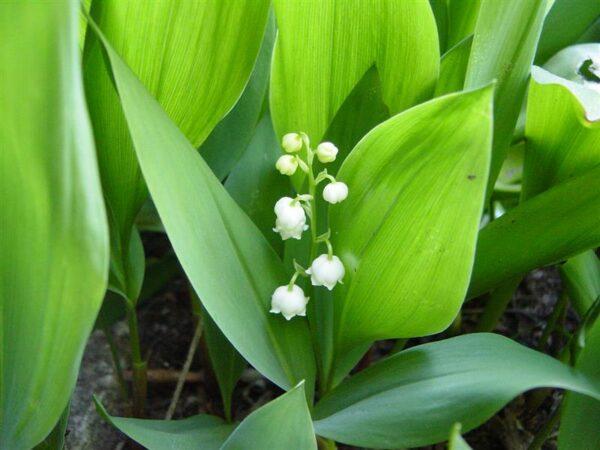 Eesti ravimtaimedest VI