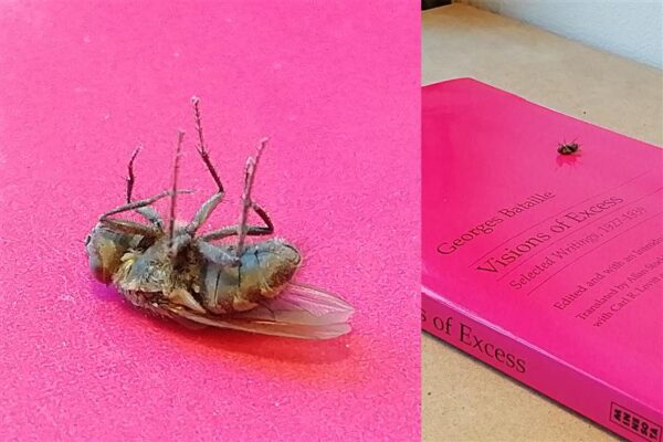 K&auml;rbes raamatul