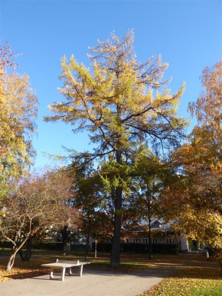Lehise lugu ehk &Uuml;ks puu Tartu &uuml;likooli botaanikaaia endises asukohas ja sellest l&auml;htuvad loomerajad