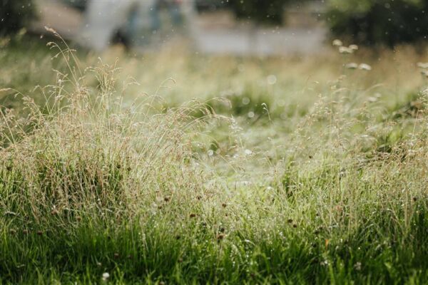 M&auml;rka ja hooli &ndash; ka linnaparkide rohelusest