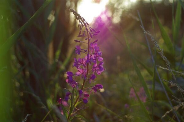 Eesti ravimtaimedest VIII