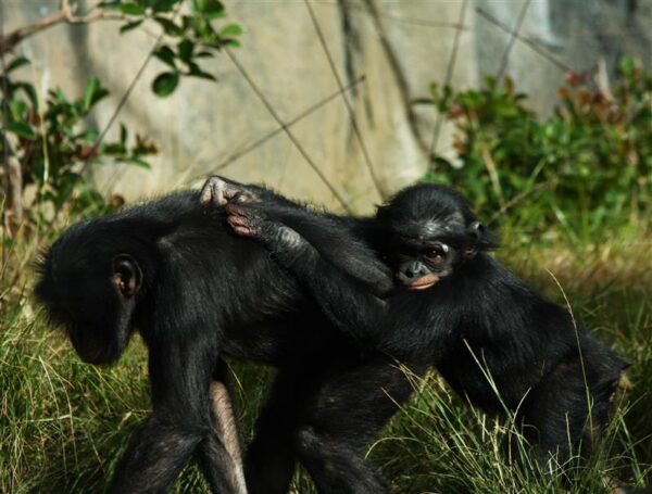 Evolutsioonibioloogiline argielu