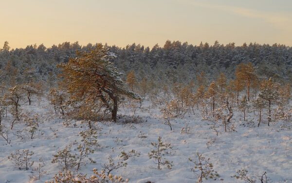 Inimvaatlused – Restoranist rappa ja tagasi