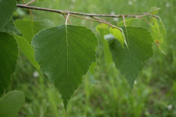 Eesti ravimtaimedest X