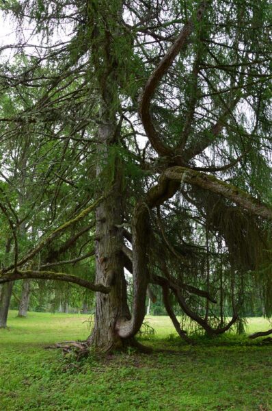 Dendrokronoloogia puurib l&auml;bi puude pilgu ajalukku