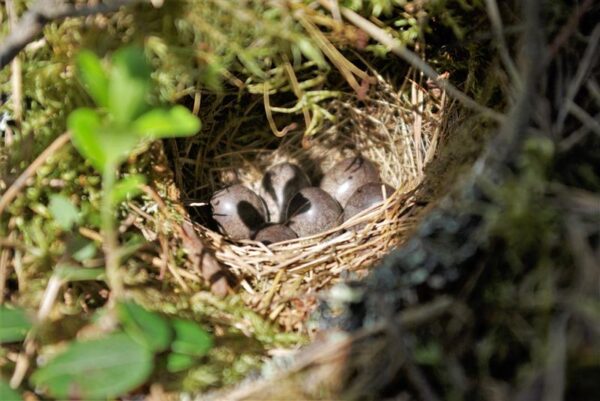 Kevadine raie viib metsalinnu hukule