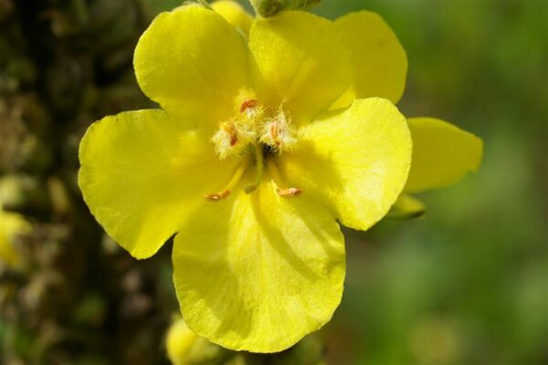 Eesti ravimtaimedest XI