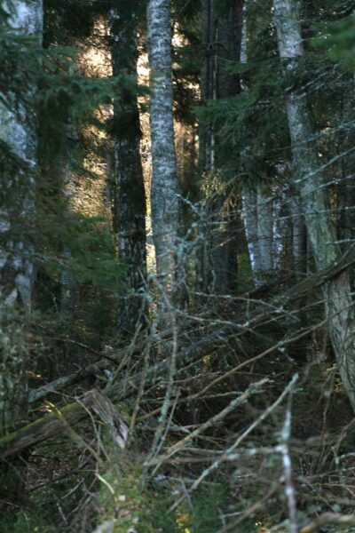 Keskkonnaotsustes saab osaleda tihti vaid kohtu kaudu