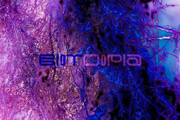 Kunsti roll &uuml;hiskonnas ja biosf&auml;&auml;ris