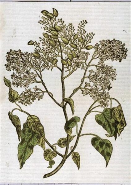 Ja sirelite &otilde;itseaeg on k&auml;es