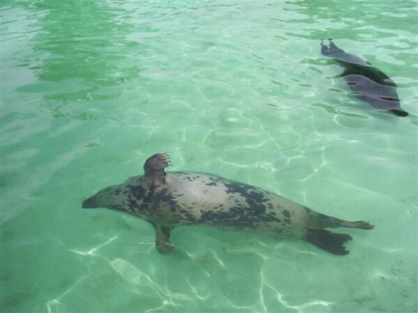 Inimvaatlused  – „Kus on kaelkirjak?“