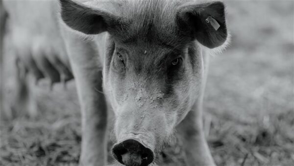 P&otilde;lluaasa sea portree