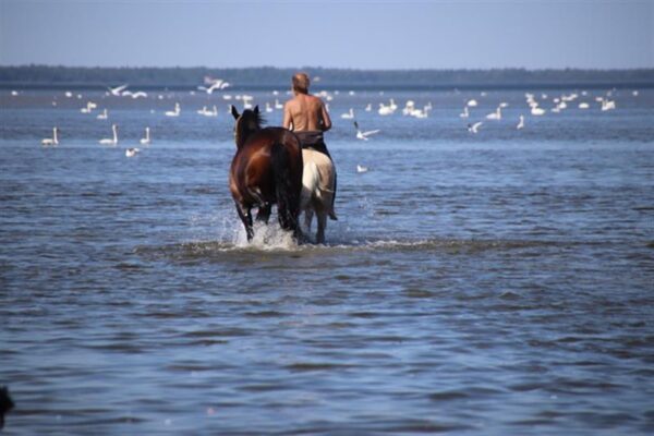 Unustatud vana v&auml;hemuse uus tulemine
