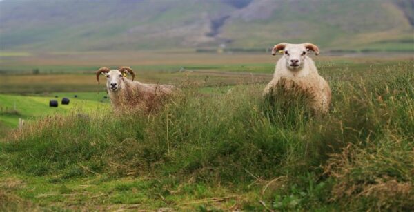 Loomade &otilde;igused ja kliima soojenemine