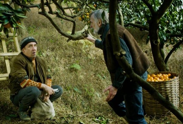 EFTA tormihoiatus ehk  Kuidas p&auml;&auml;sta m&auml;danema lastud mandariinid