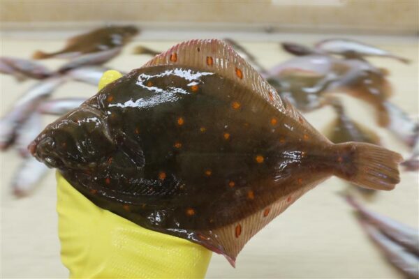 Keskkonnareostuse, v&auml;hkkasvajate ja mikrobioomi seosed looduses