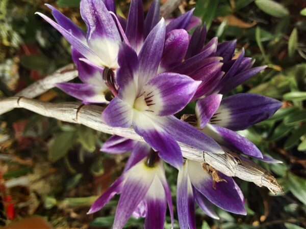 Kaunid ja kummalised orhideed