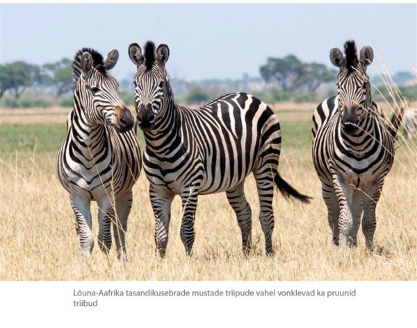 &Auml;&auml;rem&auml;rkusi teaduse vahelt. Kosmopoliitne selgroogsenukrus pildis ja s&otilde;nas
