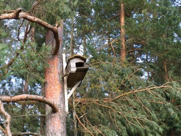 Kihnlased, t&otilde;eline veelinnurahvas
