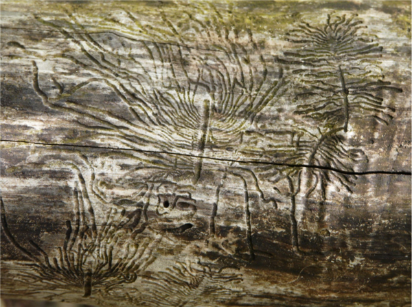 Ussis&otilde;nad XXI sajandi loodushoius