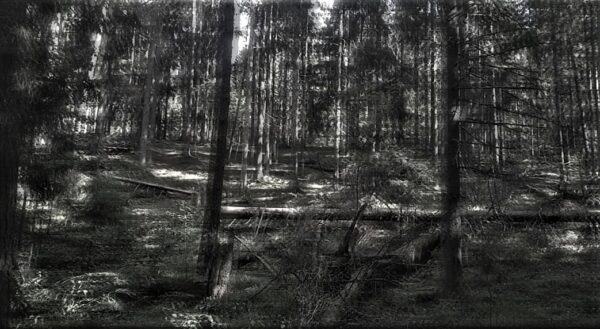 Valgemetsa metsaetendus „Kujuseinad“