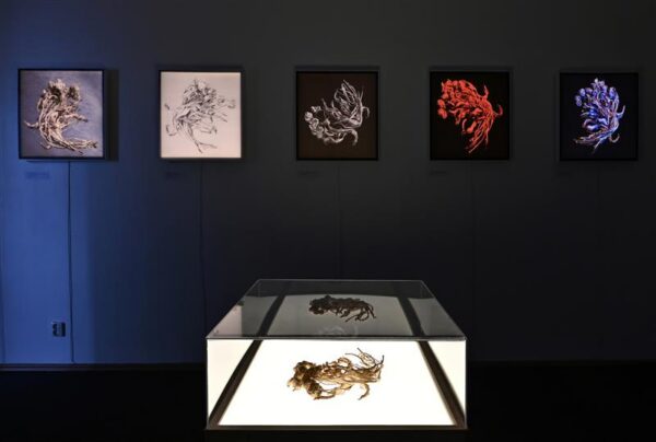 Surnud lille tasane h&auml;&auml;l