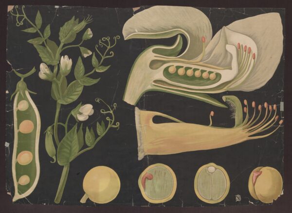 Unustatud imede tuba