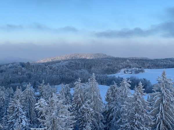 Metsa tühistamissõnade tühistamine