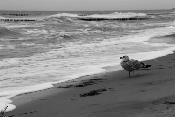 Eesti merenduse ajalugu
