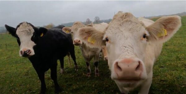 Neutraalsusest ja apoliitilisusest keskkonnateemade k&auml;sitlemisel (filmi)kunstis