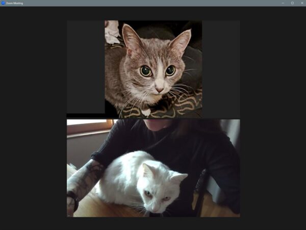 Ekspertide m&auml;ss