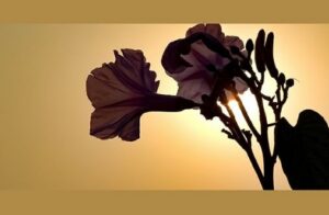 Kõhkleva päikese karehell peegeldus