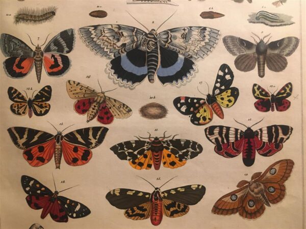 Putukad lugemissaalis &ndash; teadusraamatukogu uus reaalsus