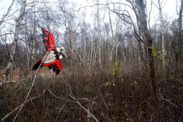 &Uuml;ksi tuule k&auml;es