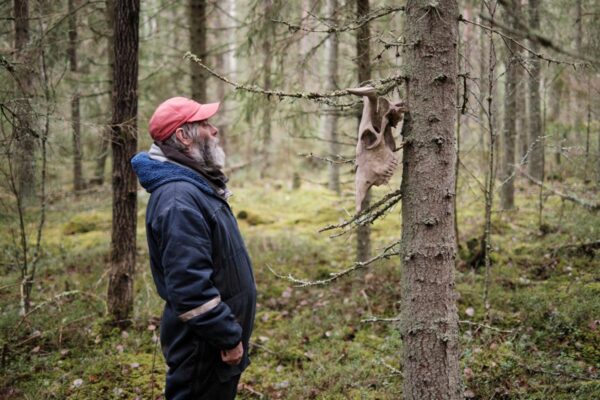 Suurkiskjate h&auml;&auml;l l&auml;bi Ilvesmehe suu
