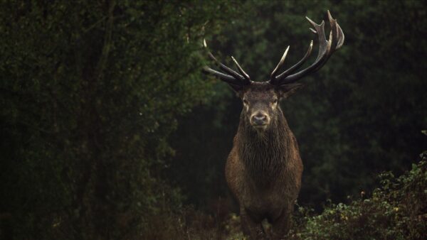 Kumu filmihooaeg algab inspireeriva loodusfilmiga