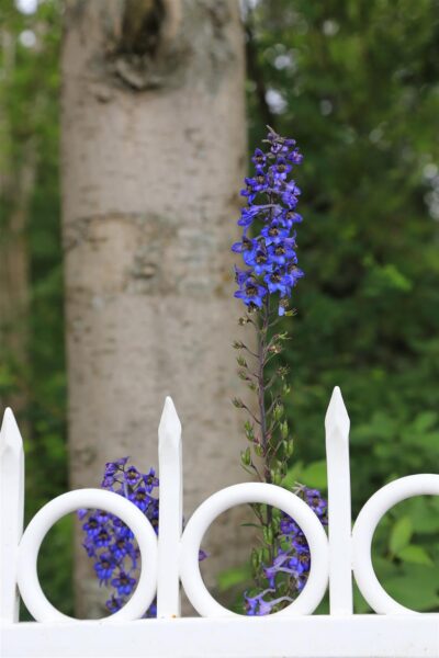 Immanuel Kant ja inimese piirid