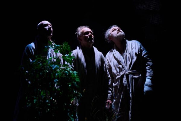 R&auml;ndlindude kolmnurk paplilatvade kohal