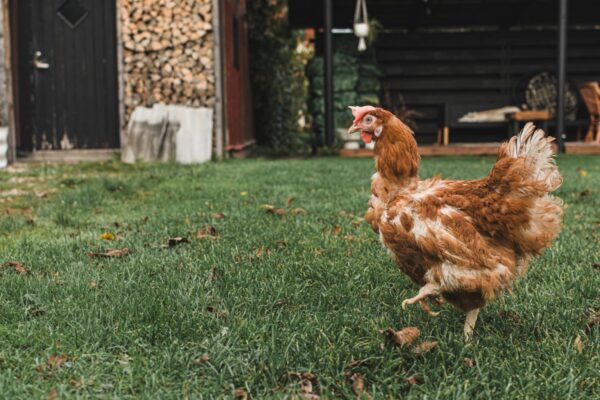 Teised liigid ja nende &otilde;igus elamisv&auml;&auml;rsele elule