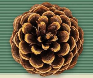 Seisavad haldjate õlgadel