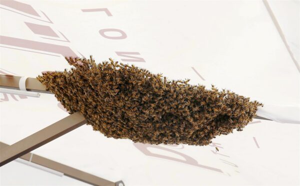 &Uuml;hismeedias raha lebab maas