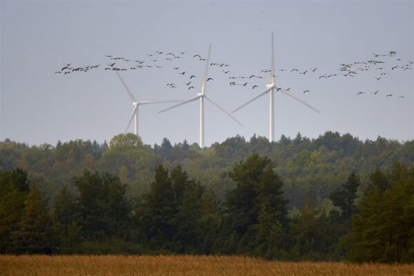 Infrahelist, hiigeltuugenitest ja neokolonialismist