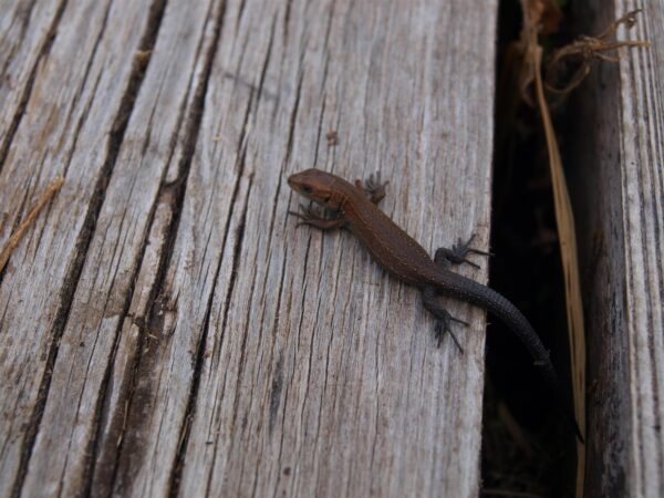 Teoreetilise bioloogia suundumused. Kogumik, mis inspireerib