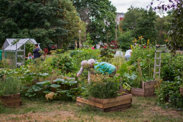 Toidu kasvatamine linnas kui tulevikku vaatav kultuuripraktika
