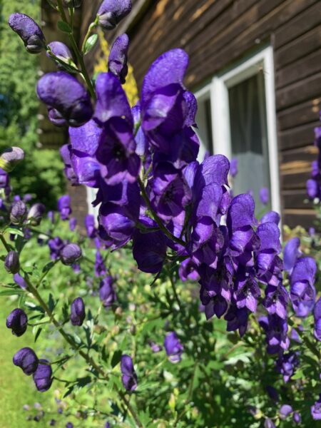 &Auml;ra toida oma hirme ehk M&uuml;rgine, m&uuml;rgisem, m&uuml;rgiseim