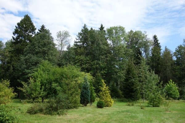 Audaku puude ja p&otilde;&otilde;saste kollektsioon Saaremaal