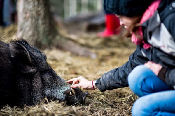 T&otilde;rkuv tooraine