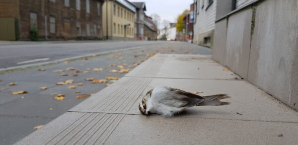 Miks ja kuidas me tapame loomi?