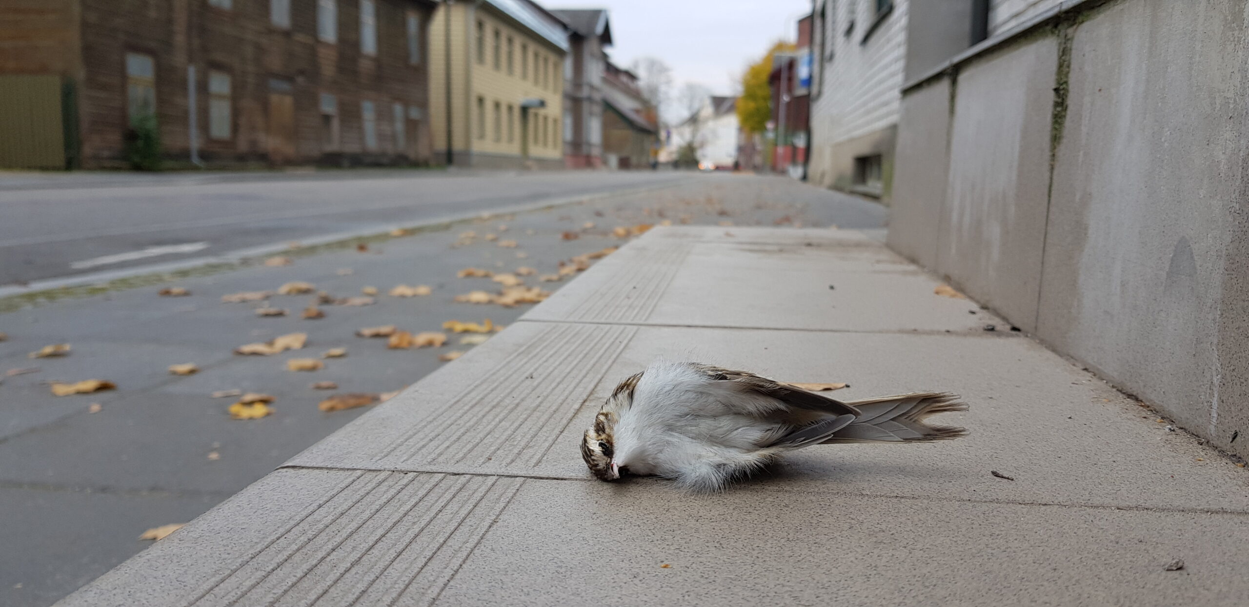 Miks ja kuidas me tapame loomi?