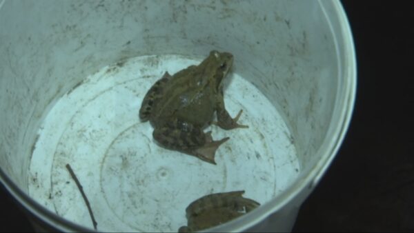 Imeloom poliitilises v&otilde;itluses